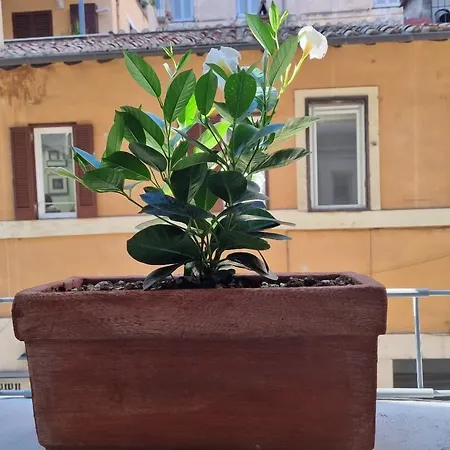 Town House Spagna Roma